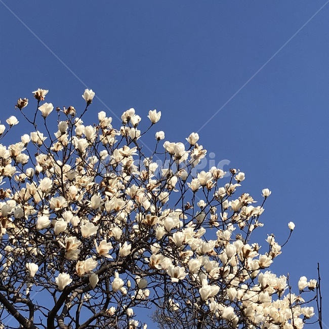 목련,봄,봄꽃,꽃나무,흰꽃,봄산책,spring,manoliakobus,tree,springtree,park,하늘,봄하늘