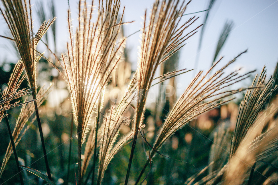 가을,갈대,햇살,햇볕,자연,풀,풀잎,잎사귀,가을,계절,fall,autumn,season,식물,자연,plants,nature,grass,잔디,plant,food,음식