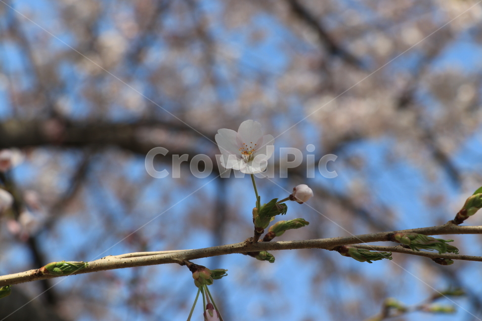 봄,벚꽃,꽃,spring,flower,cherryblossoms,봄,계절,spring,season,식물,자연,plants,nature,꽃,flower,plant
