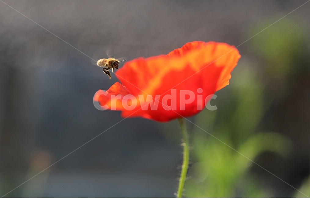 양귀비,양귀비꽃,식물,벌,여름꽃,식물,자연,plants,nature,꽃,flower,동물,animal,곤충,벌레,insect,bug
