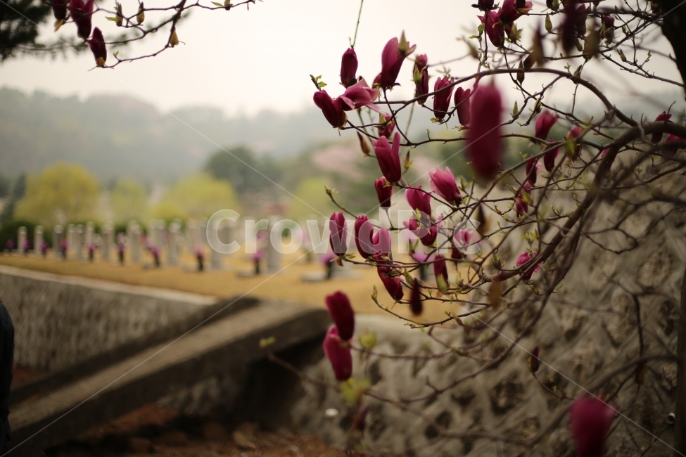 목련,자목련,봄,현충원,꽃,봄,계절,spring,season,식물,자연,plants,nature,꽃,flower,plant