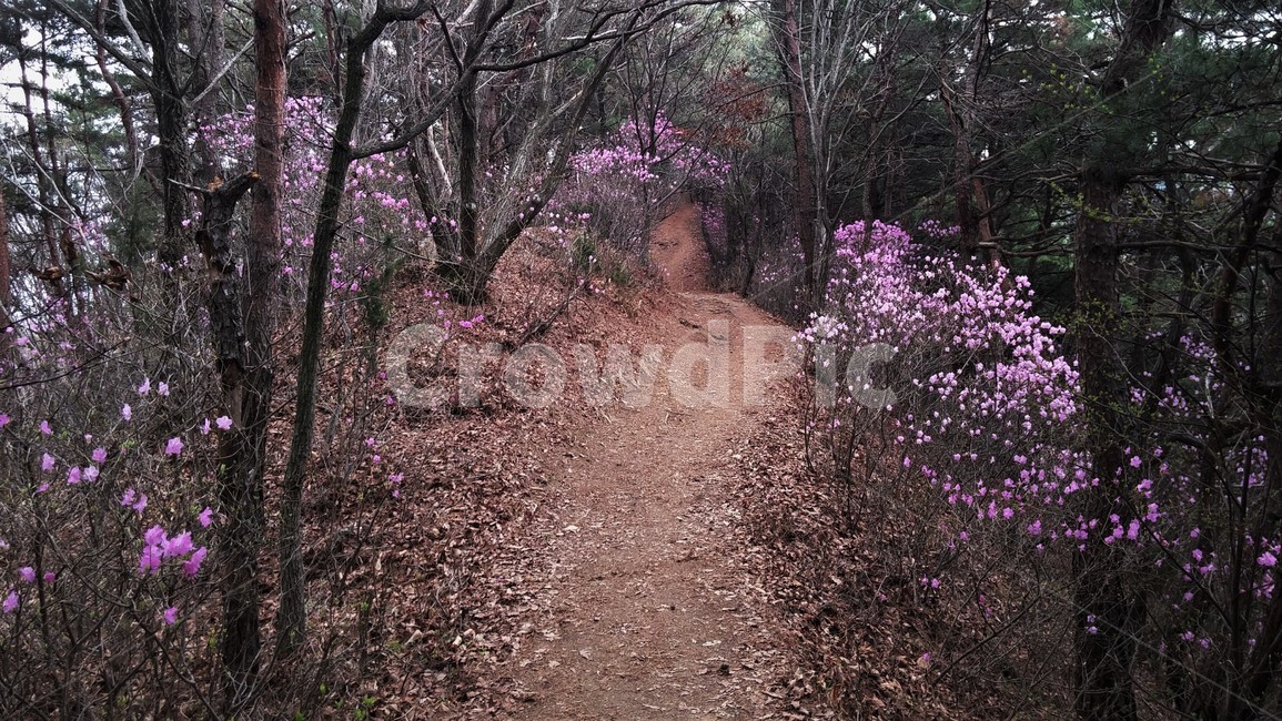 진달래,진달래꽃,진달래오솔길,봄꽃,봄풍경,한국풍경,자연풍경,한국정서,봄,계절,spring,season,자연,풍경,nature,landscape,gravel,자갈,dirt road,흙길,road,도로,ground,바닥