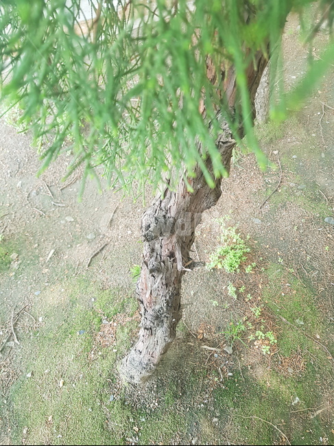 나무,풍경,자연,봄,녹색,푸른