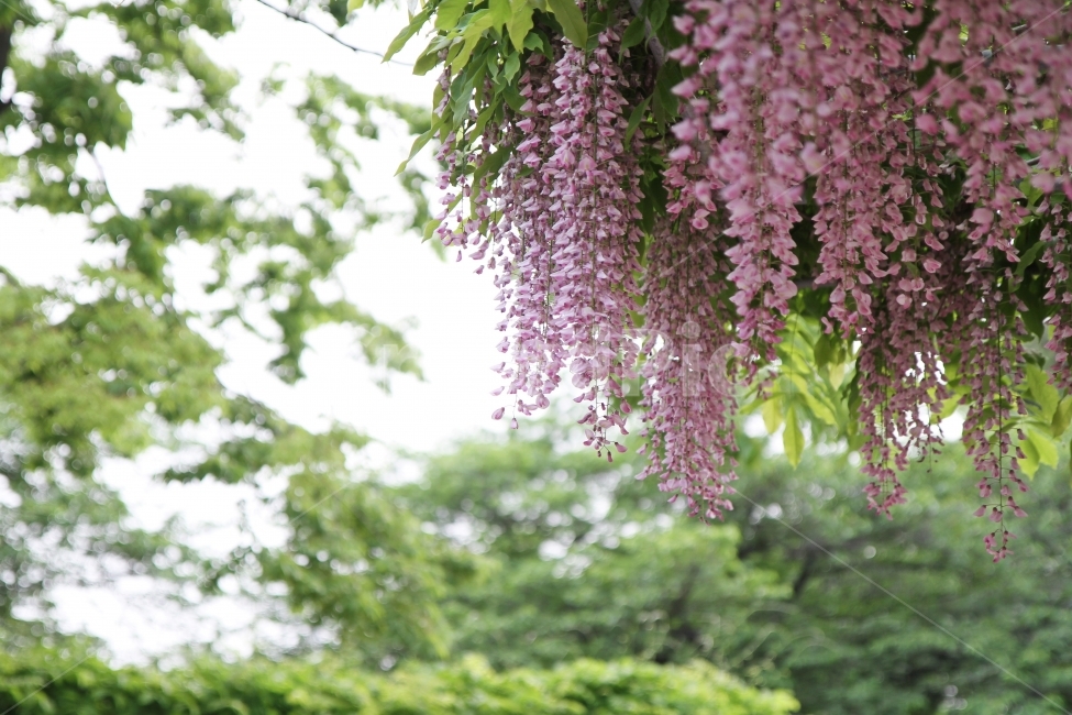 등꽃,등나무꽃,식물,자연,감성사진,꽃,식물,자연,plants,nature,꽃,flower