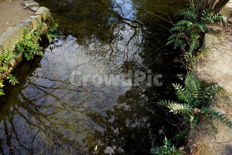 숲,자연,나무,물,연못,반영,자연,풍경,nature,landscape,land,땅,outdoors,옥외,plant,식물,tree,water