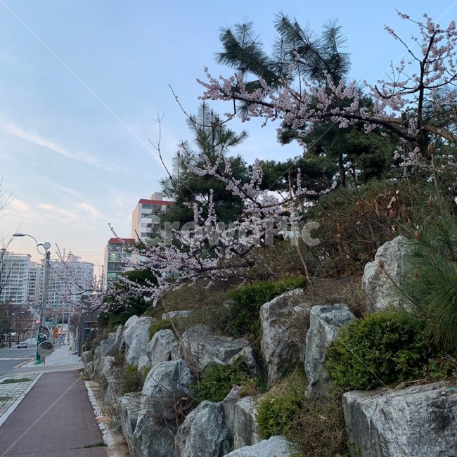 길거리,낮,해질무렵,거리,꽃