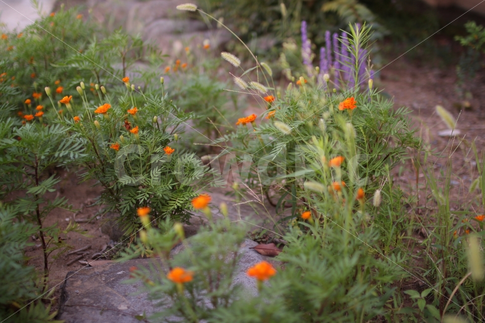 자연,꽃,감성,감성사진,따뜻함,따스함,식물,자연,plants,nature,꽃,flower