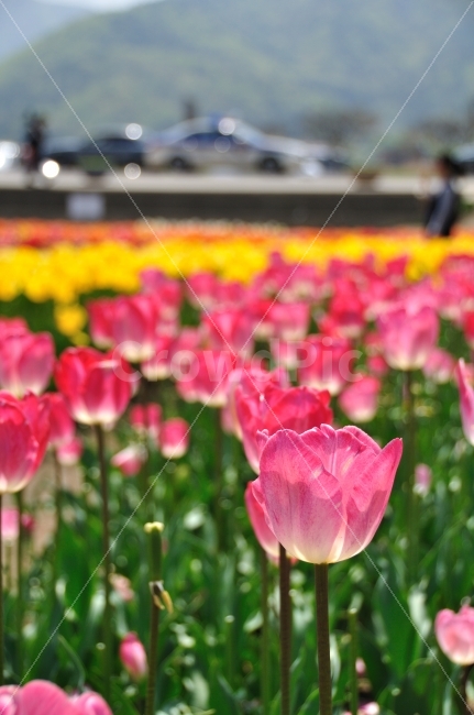 꽃,튤립,자연,남해,식물,풍경,tulip,봄,계절,spring,season,식물,자연,plants,nature,꽃,flower,색깔,색상,색채,색감,color sense,color sensitivity,feeling of color,plant,blossom