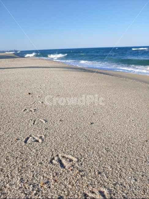 발자국,해변,해안,갈매기,동해,가을바다,해변,바다,beach,sea