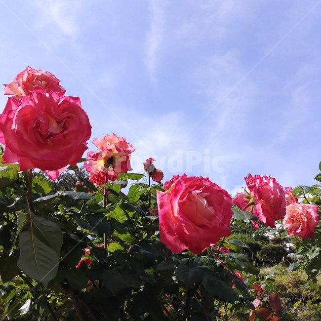 꽃,장미,rose,자연,flower,식물,자연,plants,nature,꽃,flower