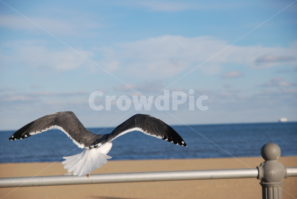 bird,새,갈매기,하늘,sky,seagull,flying,나는,비상,날개,wings,날기,창공,뒷모습,해변,ocean,beach,바다,모래사장,겨울,winter,동물,animal,동물,animal,조류,새,birds