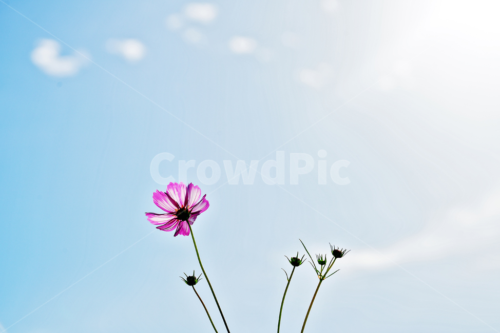 cosmos,flower,plant,꽃,코스모스,가을,계절,fall,autumn,season,식물,자연,plants,nature,꽃,flower
