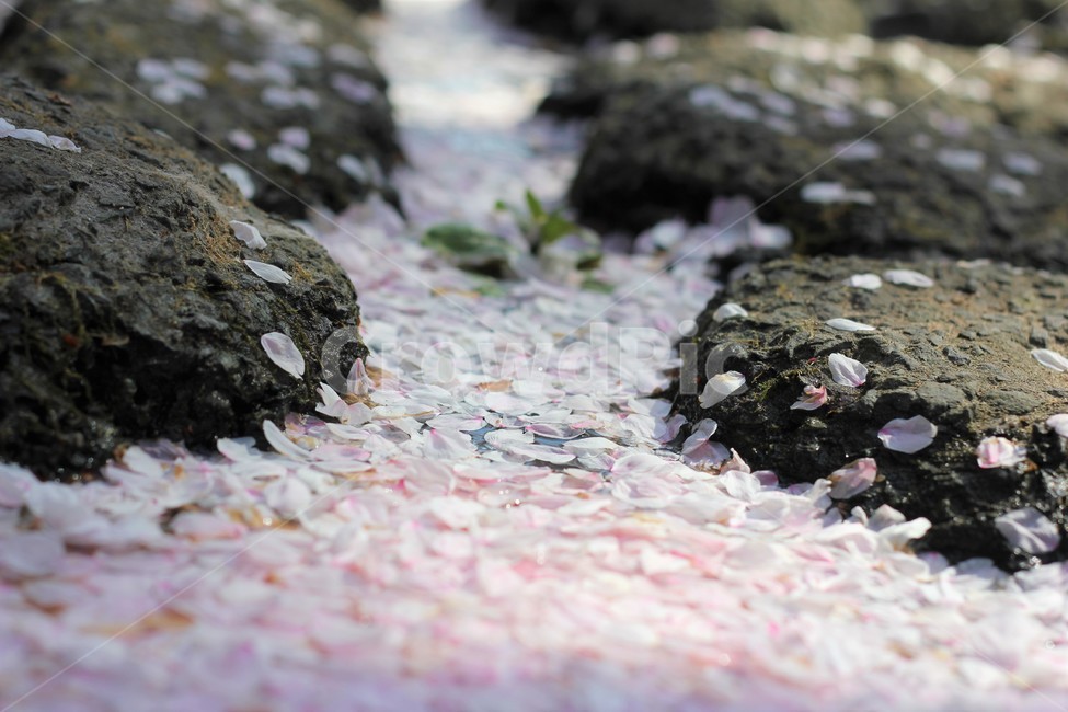 벚꽃,물위의벚꽃,돌사이벚꽃,꽃놀이,벚꽃놀이,봄,계절,spring,season,감성,sensible,feeling