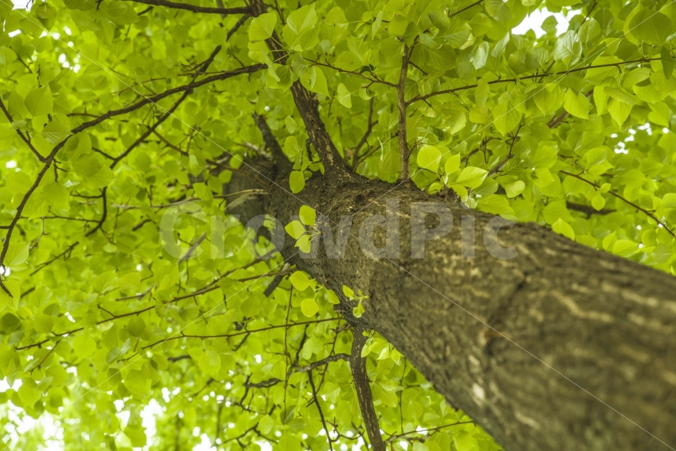 나무,봄,나뭇잎,초록,푸릇푸릇,식물,자연,plants,nature