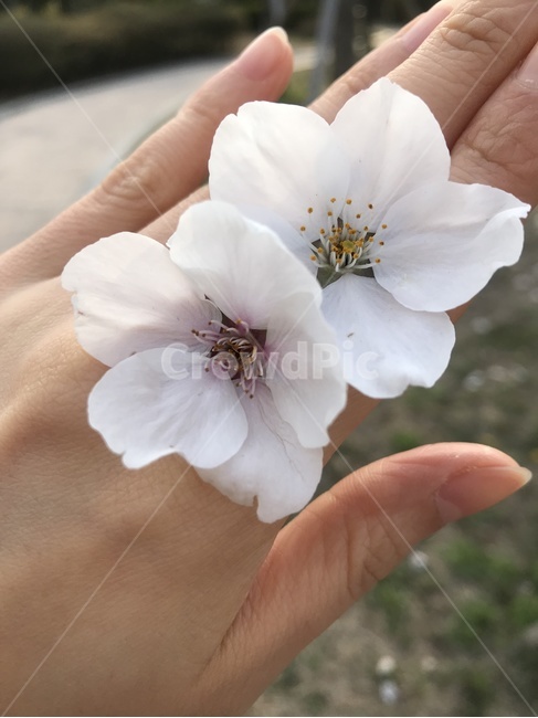 봄,꽃,벚꽃,손,꽃반지