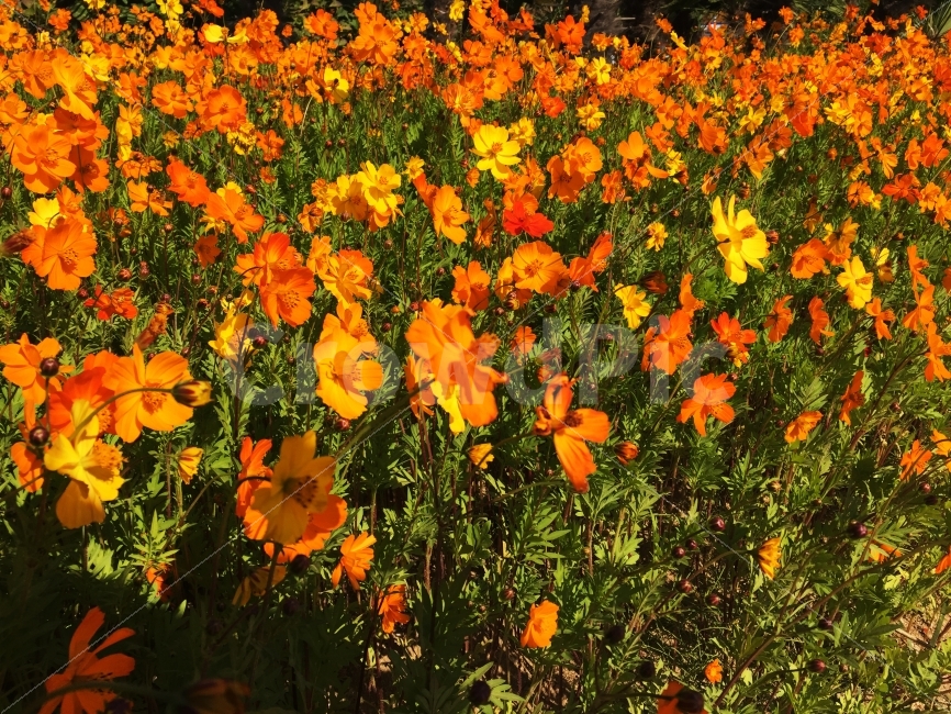 꽃,꽃밭,주황,따뜻함,햇빛,식물,자연,plants,nature,꽃,flower