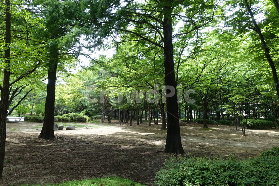 자연,숲,도산공원,공원,풍경,나무