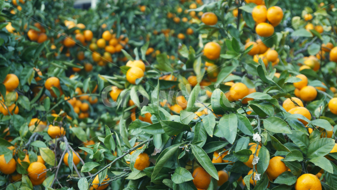 제주도,귤,감귤,제주,고당도,citrus,유기농,organic,농업,자연,귤나무,fruit,제주도밀감,밀감,과일,열매,과수원,나무,cook,meal,foodreserve,식재료,요리,음식,제주감귤,제주도감귤,농산물,농작물,작물,특산물,재배,실외,한국,plants,nature,농장,음식,식재료,요리,food,cook,meal,dishes,food reserves,과일,열매,fruit