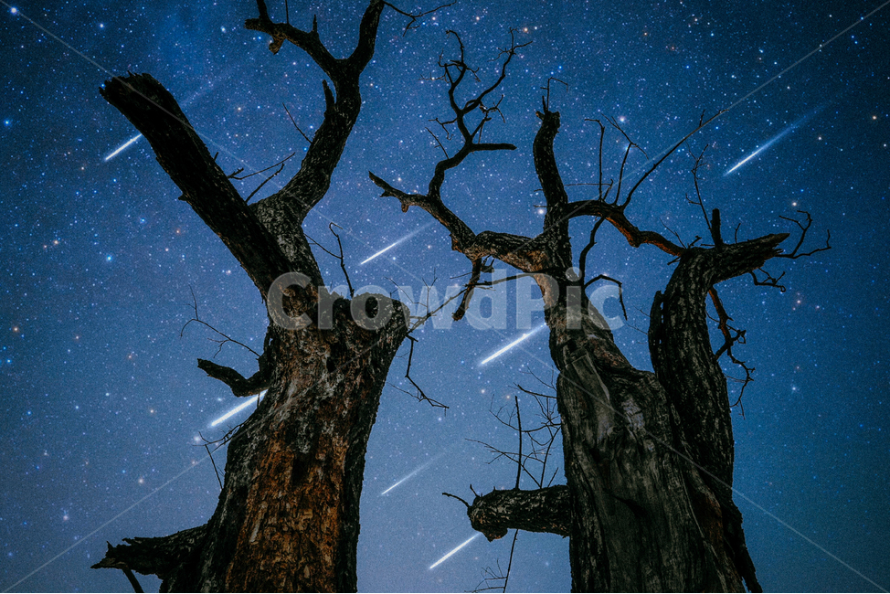 우주,별빛,유성우,나무,죽은나무,야경,밤,풍경,nightscape,night,landscape,식물,자연,plants,nature,나무,trees,wood,tree,tree trunk,나무 줄기,plant