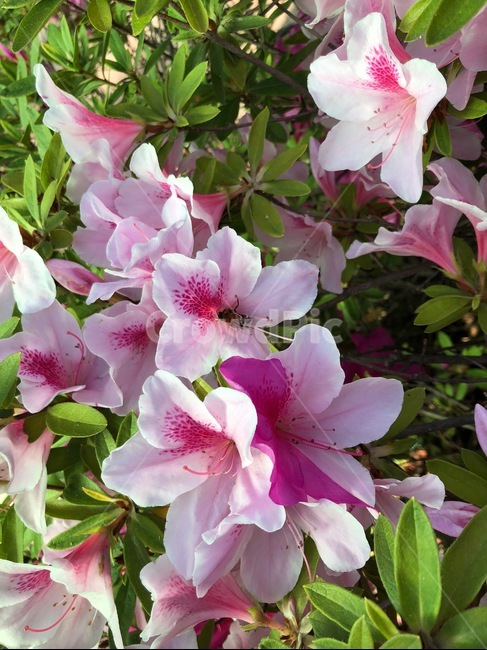 꽃,철쭉,봄,핑크,식물,flower,분홍색,흰색,하얀색,초록색,계절,벌,꿀벌,분홍,자연