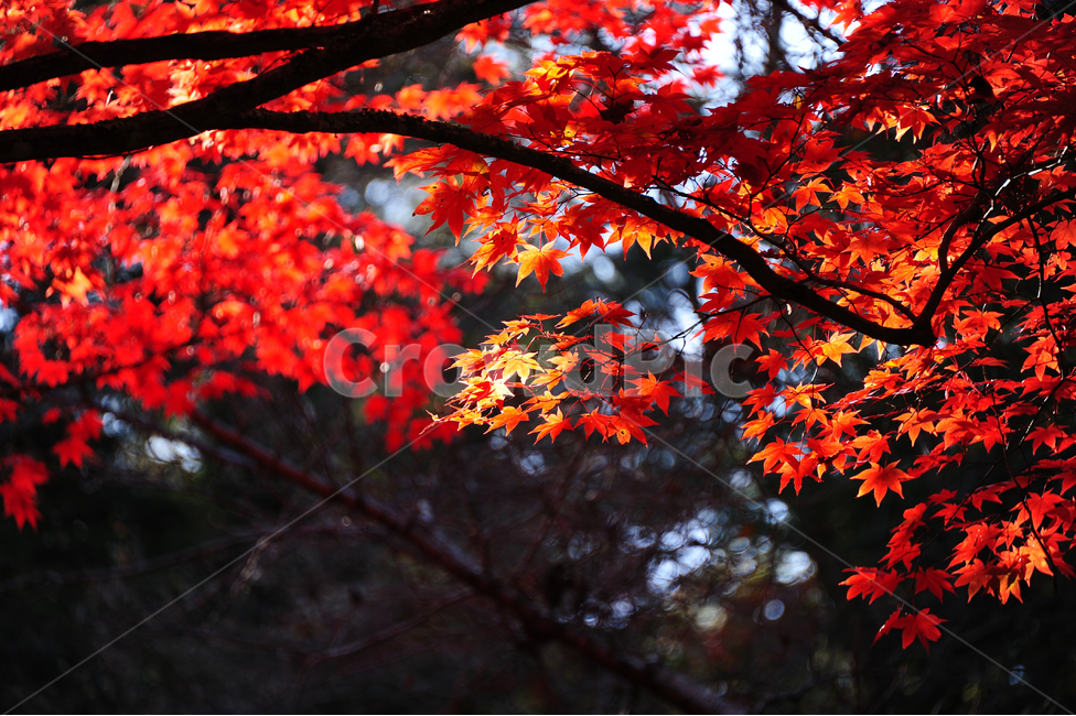 일본,가을,단풍,미야지마,히로시마,빨강,가을,계절,fall,autumn,season,식물,자연,plants,nature,나무,trees,wood,plant,leaf,잎,tree,maple