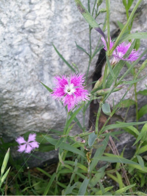 plant,식물,flower,꽃,blossom,식물,자연,plants,nature,꽃,flower