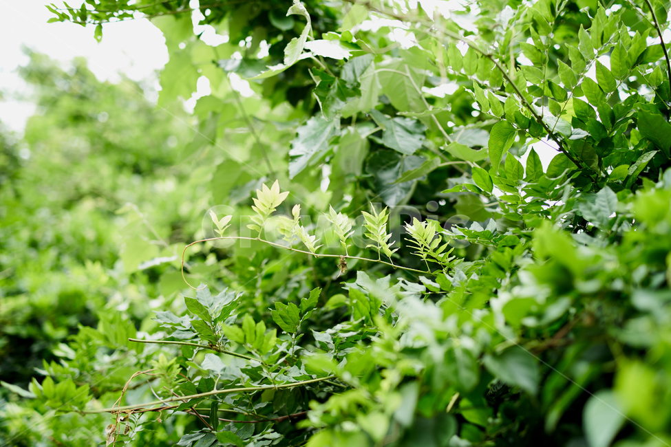 오후,나무,숲,잎사귀,편안함,relax,fresh,tree,green,식물,자연,plants,nature