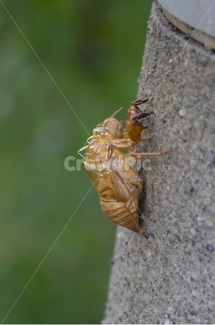 허물,매미,매미허물,껍질,여름,곤충,가을곤충,여름곤충,곤충,벌레,insect,bug