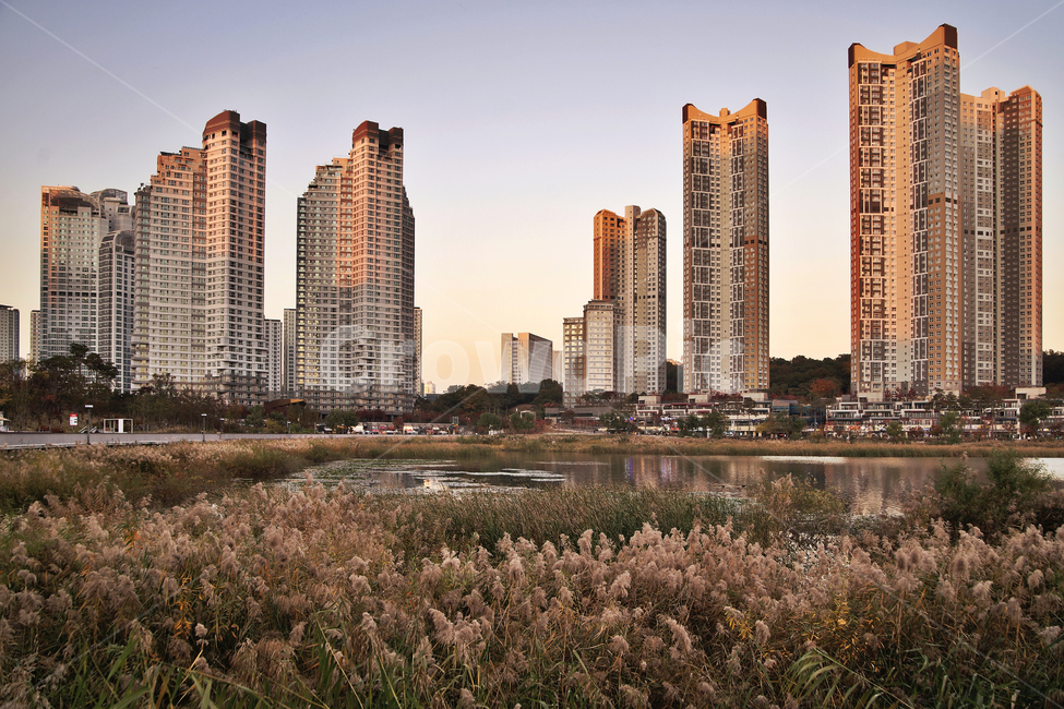 reflection,Reed,Gwanggyo Lake Park,Wonwon Reservoir,season,Yeongtong,Suwon city,autumn,lake,apartment
