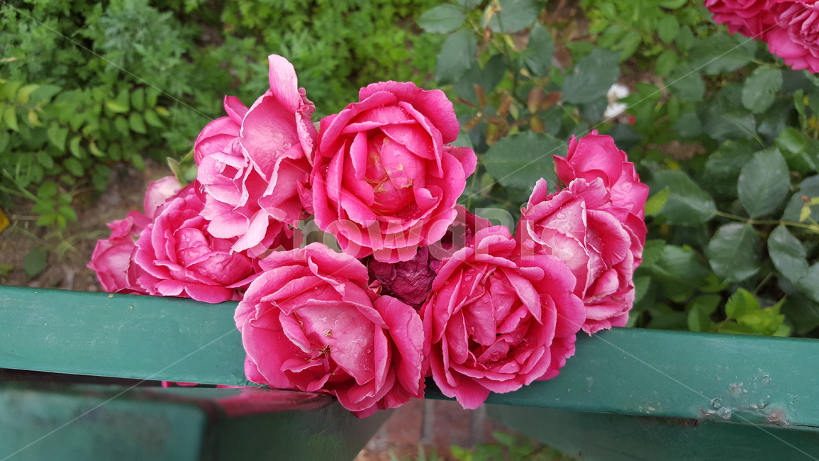 꽃,장미,flower,rose,식물,빨간,붉은,담벼락,예쁜