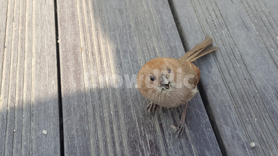 새,귀여움,참새,감성,아기새,동물,animal,조류,새,birds
