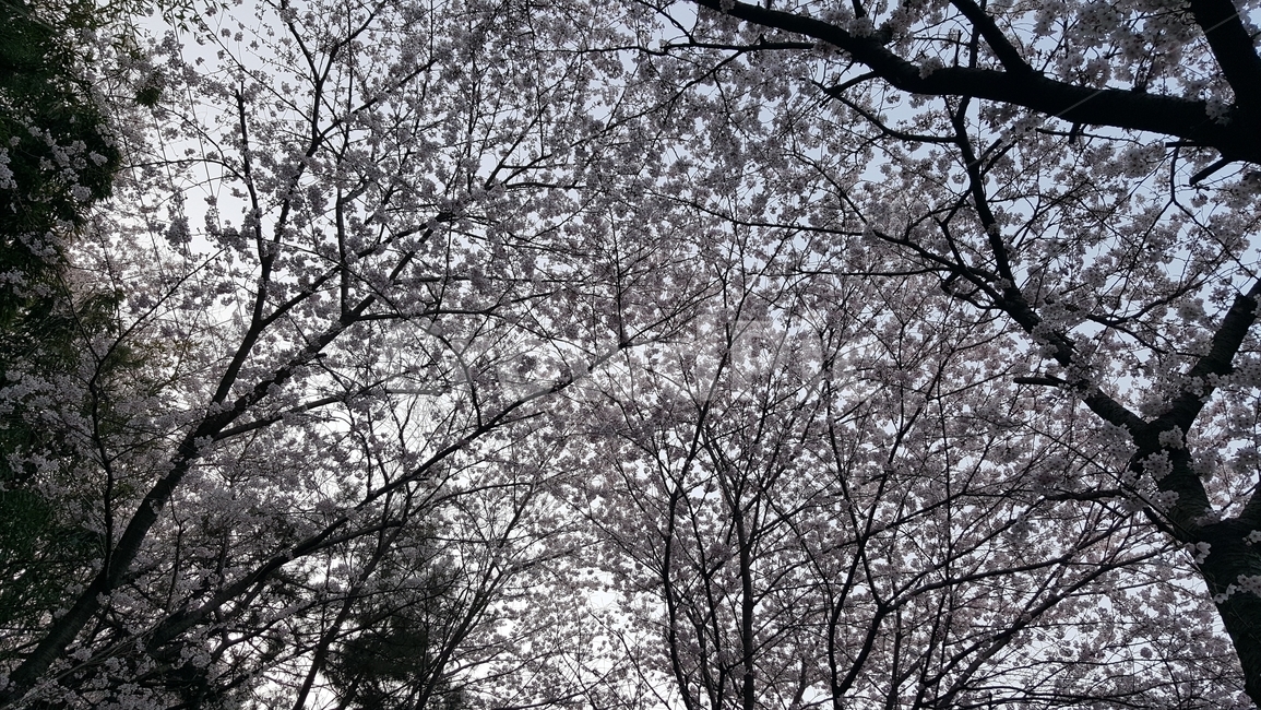 벚꽃,봄,벚꽃길,벚꽃나무,꽃,벚꽃하늘,3월,4월