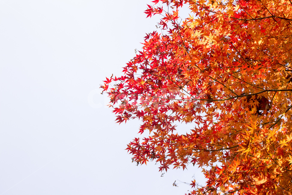 단풍,단풍잎,단풍나무,나무,식물,가을,자연,풍경,경치,하늘,산,가을,계절,fall,autumn,season,leaf,잎,plant,tree,maple