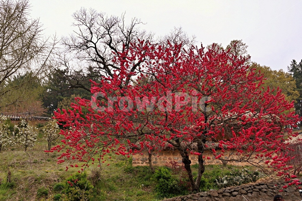봄꽃,홍매화,매화,꽃,감성,시골,봄,시골마을,한국,tree,나무,flower,blossom