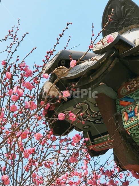 꽃,홍매화,나무,봄,계절,spring,season,식물,자연,nature,flower,한옥,기와,새,bird,봄,계절,spring,season,한국전통,한국문화,korean traditional,korean culture,식물,자연,plants,nature,꽃,flower,건축물,건물외관,exterior,building,structure,architecture,construction,건물
