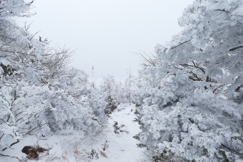 한라산,겨울산,설산,눈내린산,눈꽃,겨울,계절,winter,season,자연,풍경,nature,landscape,outdoors,옥외,snow,눈,storm,폭풍,blizzard,눈보라