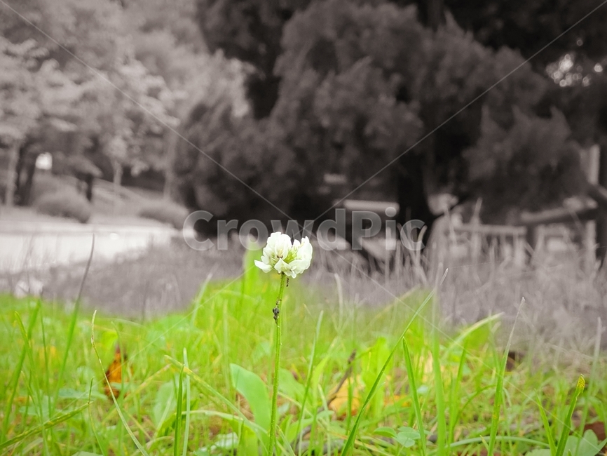 식물,꽃,plant,풀,민들레,식물,자연,plants,nature,꽃,flower