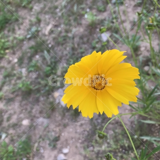 큰금계국,금계국,GardenCoreopsis,LanceleavedTickseed,국화과,노란꽃,여러해살이풀,CoreopsislanceolataL,황색꽃,다년초,관상용,꽃차,식용,식물,꽃,Flower,식물,자연,plants,nature,꽃,flower