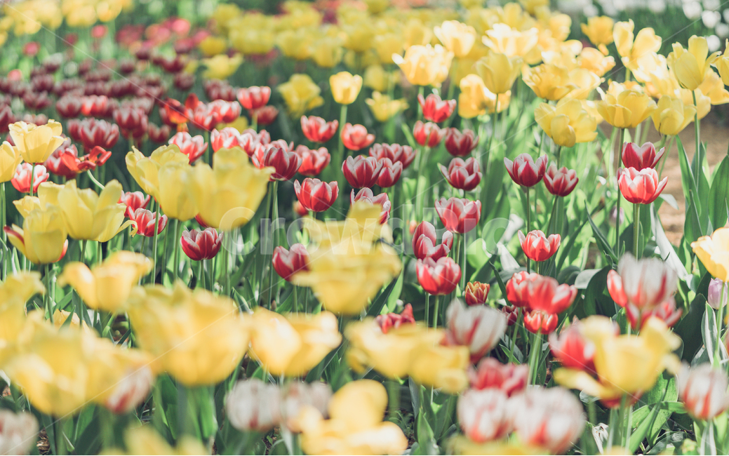 자연,꽃,tulip,튤립,튤립꽃,식물,자연,plants,nature,꽃,flower