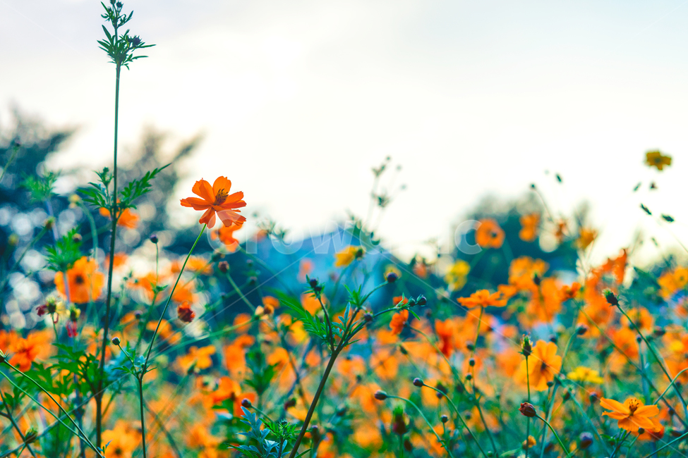 자연,풍경,꽃,식물,감성,식물,자연,plants,nature,꽃,flower,감성,sensible,feeling