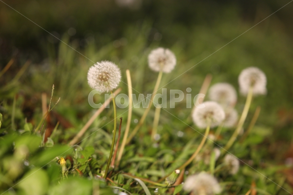 민들레,야경,밤,산책,dandelion,들풀,botanical,식물,자연,plants,nature,꽃,flower