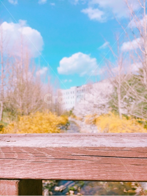 봄,풍경,개나리,다리,구름