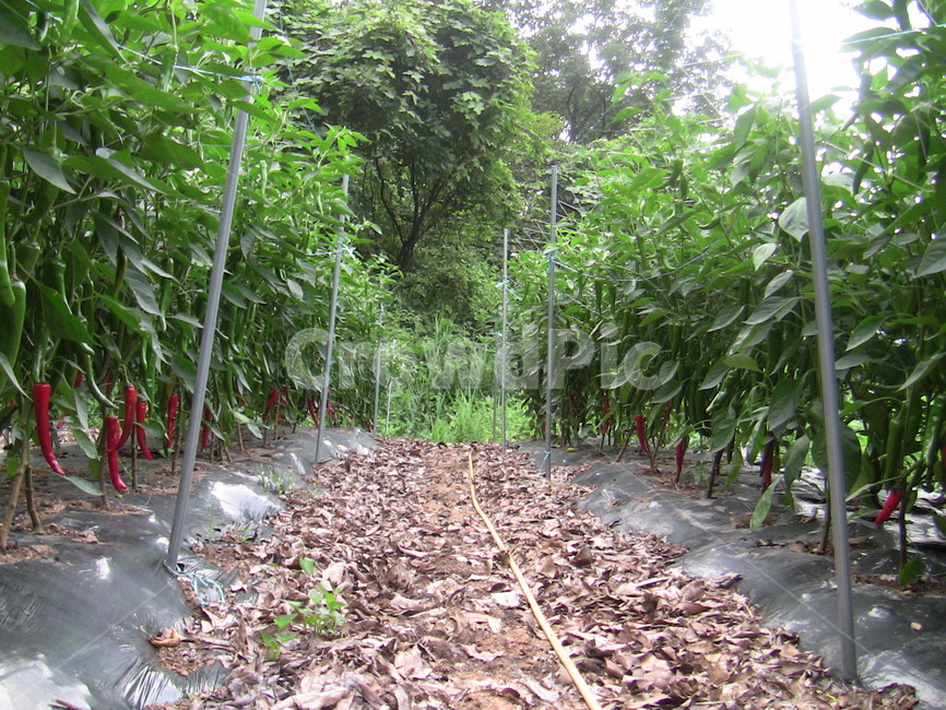 고추,고추밭,붉은고추,식물,자연,농업,농사,agriculture,farming,farming industry