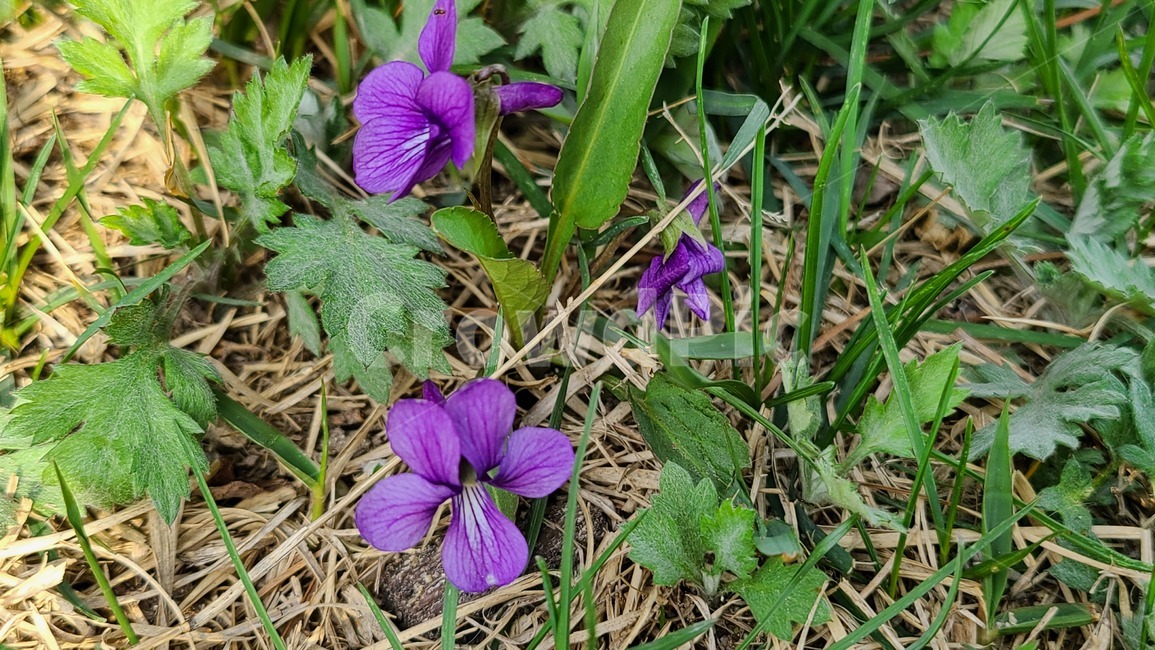 들꽃,야생화,보라색,보라,flower,꽃,봄,봄꽃,보라색꽃,plant,식물
