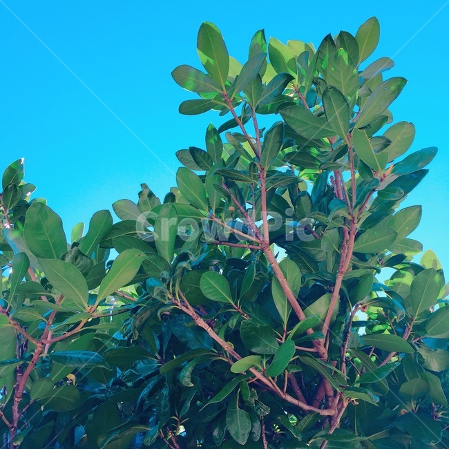 plant,식물,나무,tree,맑음