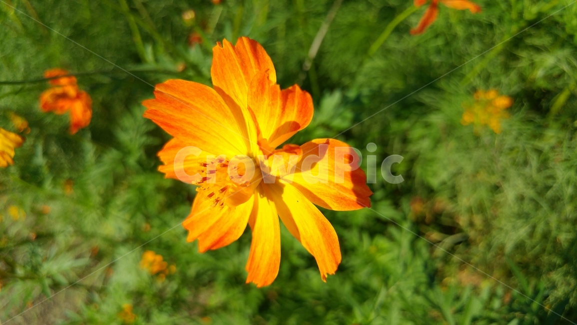 plant,식물,flower,blossom,꽃,자연,식물,자연,plants,nature,꽃,flower