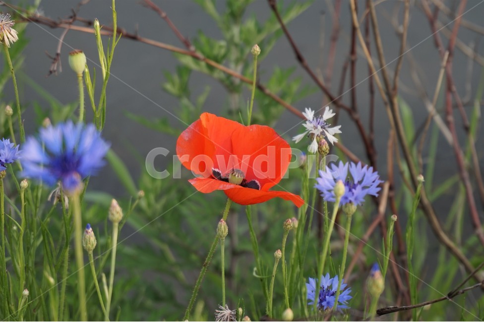 꽃,들꽃,식물,강가,샛강,자연,flower,flowers,wildflowers,plant,nature,식물,자연,plants,nature,꽃,flower