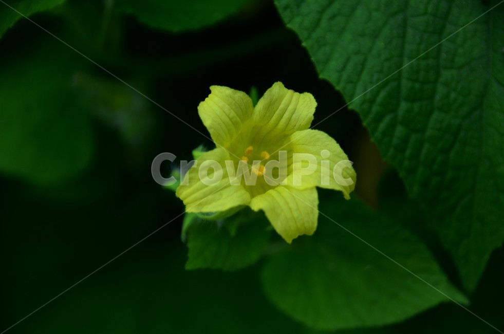 왕과,큰새박,주먹외,주먹참외,박과식물,덩굴성여러해살이풀,식물,자연,plants,nature,꽃,flower