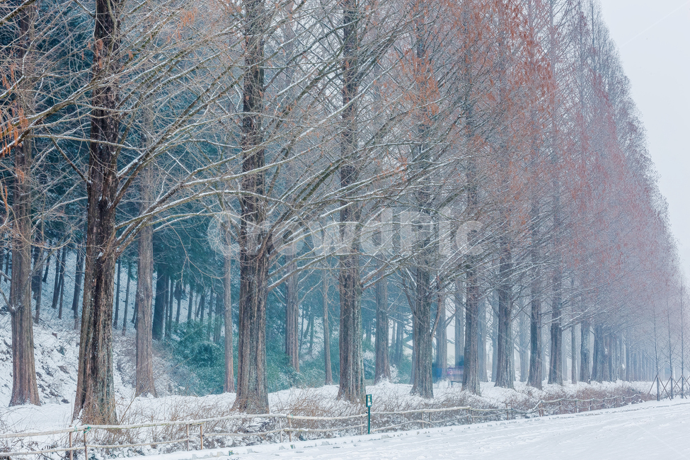 설경,메타세콰이어길,눈,겨울,메타세콰이어나무,담양,담양설경,겨울,계절,winter,season,자연,풍경,nature,landscape,한국자연풍경,한국자연경관,korea nature landscape,outdoors,옥외,blizzard,눈보라,storm,폭풍,snow