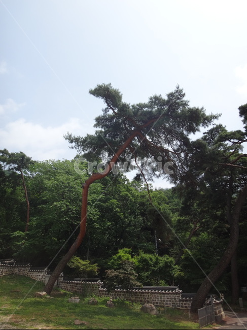 나무,하늘,노송,볕좋은날,오래된나무,자연,풍경,nature,landscape,한국전통,한국문화,korean traditional,korean culture,tree,plant,식물,tree trunk,나무 줄기